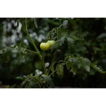 Fresh Tomato Plant